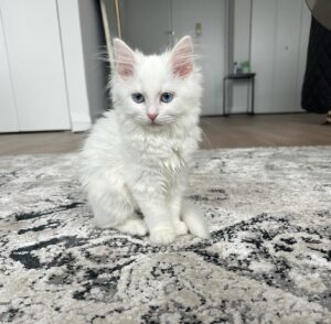 NALA / FEMALE