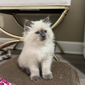 PEACHES / FEMALE