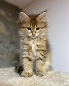 TINKERBELL / FEMALE